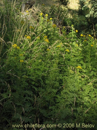 Image of Senecio sp. #1487 (). Click to enlarge parts of image.